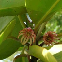 Bruguiera gymnorhiza (L.) Lam.